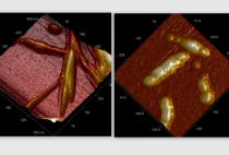 Functional Materials based on Nanocelluloses and Polysaccharides figure