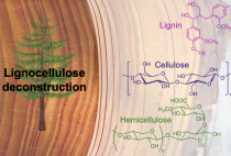 Biomass deconstruction and controlled depolymerization of biopolymers figure