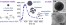 Auto-degradable and biocompatible superparamagnetic iron oxide nanoparticles/polypeptides colloidal polyion complexes with high density of magnetic material figure