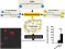 Production, purification and characterization of an elastin-like polypeptide containing the Ile-Lys-Val-Ala-Val (IKVAV) peptide for tissue engineering applications figure