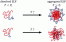 Characterisation of hydration and nanophase separation during the temperature response in hydrophobic/ hydrophilic elastin-like polypeptide (ELP) diblock copolymers figure