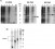 Recombinant production and purification of short hydrophobic Elastin-like polypeptides with low transition temperatures figure