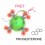 A progesterone biosensor derived from microbial screening figure