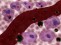 In vitro exploration of the synergistic effect of alternating magnetic field mediated thermo-chemotherapy with doxorubicin loaded dual pH- and thermo-responsive magnetic nanocomposite carriers figure