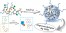 Intramolecular Quaternization as Folding Strategy for the Synthesis of Catalytically Active Imidazolium-Based Single Chain Nanoparticles figure