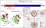 Highlights on Hevea brasiliensis (pro)hevein proteins figure