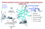 Direct one-pot synthesis of poly(ionic liquid) nanogels by cobalt-mediated radical cross-linking copolymerization in organic or aqueous media figure