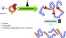 ε-Thionocaprolactone: an accessible monomer for preparation of degradable poly(vinyl esters) by radical ring-opening polymerization figure