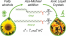 Ester-Containing Imidazolium-Type Ionic Liquid Crystals Derived from Bio-based Fatty Alcohols figure