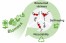 Fully Biobased Vitrimers: Future Direction toward Sustainable Cross‐Linked Polymers figure
