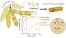 Unveiling the reactivity of epoxides in carbonated epoxidized soybean oil and application in the stepwise synthesis of hybrid poly(hydroxyurethane) thermosets figure