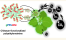 Chitosan-modified polyethyleneimine nanoparticles for enhancing the carboxylation reaction and plants' CO2 uptake figure