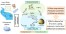 Origin, exposure routes and xenobiotics impart nanoplastics with toxicity on freshwater bivalves figure