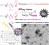 Robust Polyion Complex Vesicles (PICsomes) based on PEO‐b‐Poly(Amino Acid) Copolymers Combining Electrostatic and Hydrophobic Interaction: Formation, siRNA Loading and Intracellular Delivery figure