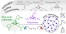 Design of plurifunctional cyclocarbonates and their use as precursors of poly(hydroxyurethane) thermosets: A review figure