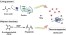 Thermoresponsive polymers: From natural proteins to amino acid based polymer synthesis figure