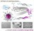 Group‐Transfer Polymerization‐Induced Self‐Assembly (GTPISA) in Non‐polar Media: An Organocatalyzed Route to Block Copolymer Nanoparticles at Room Temperature figure