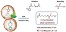 Ring-Opening Copolymerization of α-Hydroxy-γ-butyrolactone and ε-Caprolactone. Toward the Metal-Free Synthesis of Functional Polyesters figure