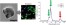 Up-converting β-NaY0.8[Yb0.18Er0.02]F4 nanoparticles coated by superparamagnetic γ-Fe2O3 nanosatellites: elaboration, characterization and in vitro cytotoxicity figure