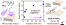 Spatio-temporal investigation of the crosslinking and the mechanical properties in a UV-curable rubber bearing photo-dimerizable moieties figure