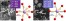Impact of harsh grinding on the structure and color of LiCoPO4 and LiNiPO4 pigments figure
