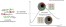 Janus Polymeric Giant Vesicles on Demand: A Predictive Phase Separation Approach for Efficient Formation figure