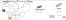 Chitosan and carboxylic acids, impact on membrane permeability and DNA integrity of Pseudomonas syringae: interest for biocontrol applications figure