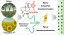 Abietic Acid Derivatives Combining Epoxy and Anhydride Functionalities: Self-and Co-Polymerization toward Fully Bio-Based Thermosets figure