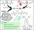 High molar mass non-isocyanate polyurethanes by transurethanization of diols with isophorone-based bismethylcarbamate figure