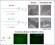 Influence of Lipid Thioether Modification and Formulation Method on Lipoplex Structure, Stability and Transfection Efficiency in HEK293T Cells figure