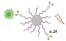 Precision Targeting of Human M2 Macrophages by Magnetic Nanoparticles Functionalized with an in-House Antibody figure